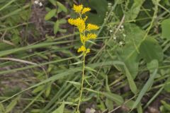 Anisescented Goldenrod, Solidago odora