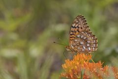Aphrodite Fritillary, Speyeria aphrodite