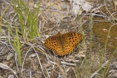 Aphrodite Fritillary, Speyeria aphrodite