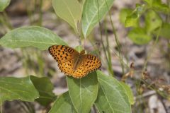 Aphrodite Fritillary, Speyeria aphrodite