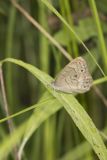 Appalachian Brown, Satyrodes appalachia