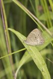 Appalachian Brown, Satyrodes appalachia