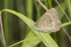 Appalachian Brown, Satyrodes appalachia