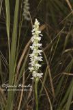 Appalachian ladies' tresses, Spiranthes arcisepala
