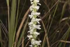 Appalachian ladies' tresses
