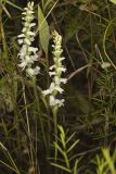 Appalachian ladies' tresses, Spiranthes arcisepala