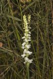 Appalachian ladies' tresses, Spiranthes arcisepala