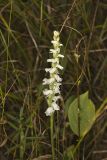 Appalachian ladies' tresses, Spiranthes arcisepala