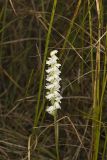 Appalachian ladies' tresses, Spiranthes arcisepala