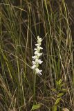 Appalachian ladies' tresses, Spiranthes arcisepala