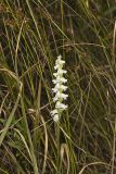Appalachian ladies' tresses, Spiranthes arcisepala