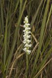 Appalachian ladies' tresses, Spiranthes arcisepala
