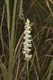 Appalachian ladies' tresses, Spiranthes arcisepala