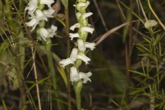 Appalachian ladies' tresses, Spiranthes arcisepala Appalachian ladies' tresses, Spiranthes arcisepala