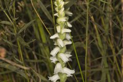 Appalachian ladies' tresses, Spiranthes arcisepala Appalachian ladies' tresses, Spiranthes arcisepala