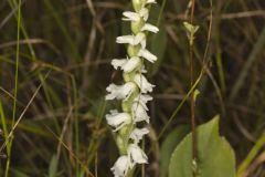 Appalachian ladies' tresses, Spiranthes arcisepala Appalachian ladies' tresses, Spiranthes arcisepala