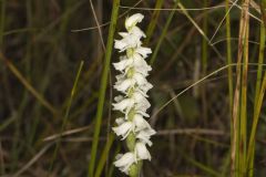 Appalachian ladies' tresses, Spiranthes arcisepala Appalachian ladies' tresses, Spiranthes arcisepala