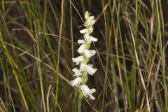 Appalachian ladies' tresses, Spiranthes arcisepala Appalachian ladies' tresses, Spiranthes arcisepala
