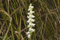 Appalachian ladies' tresses, Spiranthes arcisepala Appalachian ladies' tresses, Spiranthes arcisepala