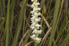 Appalachian ladies' tresses, Spiranthes arcisepala Appalachian ladies' tresses, Spiranthes arcisepala