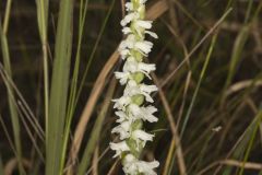 Appalachian ladies' tresses, Spiranthes arcisepala Appalachian ladies' tresses, Spiranthes arcisepala