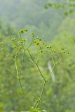 Appalachian rosinweed, Silphium wasiotense
