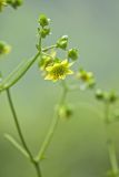 Appalachian rosinweed, Silphium wasiotense