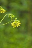 Appalachian rosinweed, Silphium wasiotense