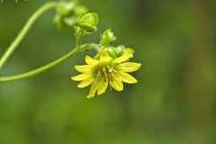 Appalachian rosinweed