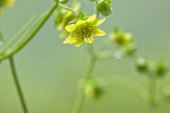 Appalachian rosinweed, Silphium wasiotense