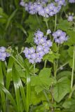 Appendaged Waterleaf, Hydrophyllum appendiculatum
