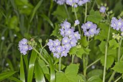 Appendaged Waterleaf