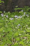Appendaged Waterleaf, Hydrophyllum appendiculatum