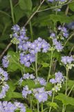 Appendaged Waterleaf, Hydrophyllum appendiculatum