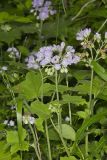 Appendaged Waterleaf, Hydrophyllum appendiculatum