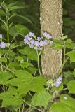 Appendaged Waterleaf, Hydrophyllum appendiculatum