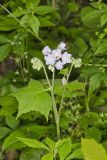 Appendaged Waterleaf, Hydrophyllum appendiculatum