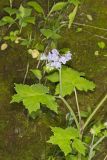 Appendaged Waterleaf, Hydrophyllum appendiculatum