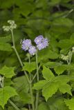 Appendaged Waterleaf, Hydrophyllum appendiculatum