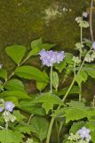 Appendaged Waterleaf, Hydrophyllum appendiculatum