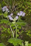 Appendaged Waterleaf, Hydrophyllum appendiculatum