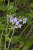 Appendaged Waterleaf, Hydrophyllum appendiculatum