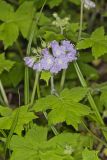 Appendaged Waterleaf, Hydrophyllum appendiculatum