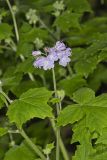 Appendaged Waterleaf, Hydrophyllum appendiculatum