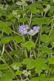 Appendaged Waterleaf, Hydrophyllum appendiculatum
