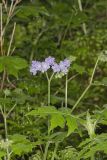 Appendaged Waterleaf, Hydrophyllum appendiculatum