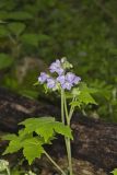 Appendaged Waterleaf, Hydrophyllum appendiculatum