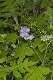 Appendaged Waterleaf, Hydrophyllum appendiculatum