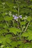 Appendaged Waterleaf, Hydrophyllum appendiculatum