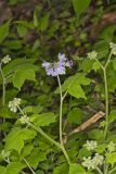 Appendaged Waterleaf, Hydrophyllum appendiculatum